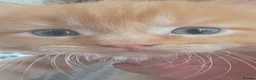 Maine Coon cats for sale: Gorgeous Playful Maine Coon x Ragdoll Mix Kittens - Advert 26
