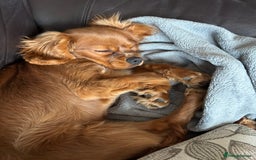 Cavalier King Charles Spaniel dogs for sale: 13 month Male cavalier King Charles spaniel - Image 5