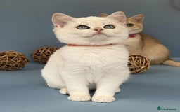 British Shorthair cats for sale: 🫶GCCF - NY12 Golden British Shorthair kittens 🫶 - Image 23