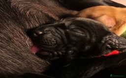 Labrador Retriever dogs for sale: Stunning Pure Labrador retriever puppies - Image 6
