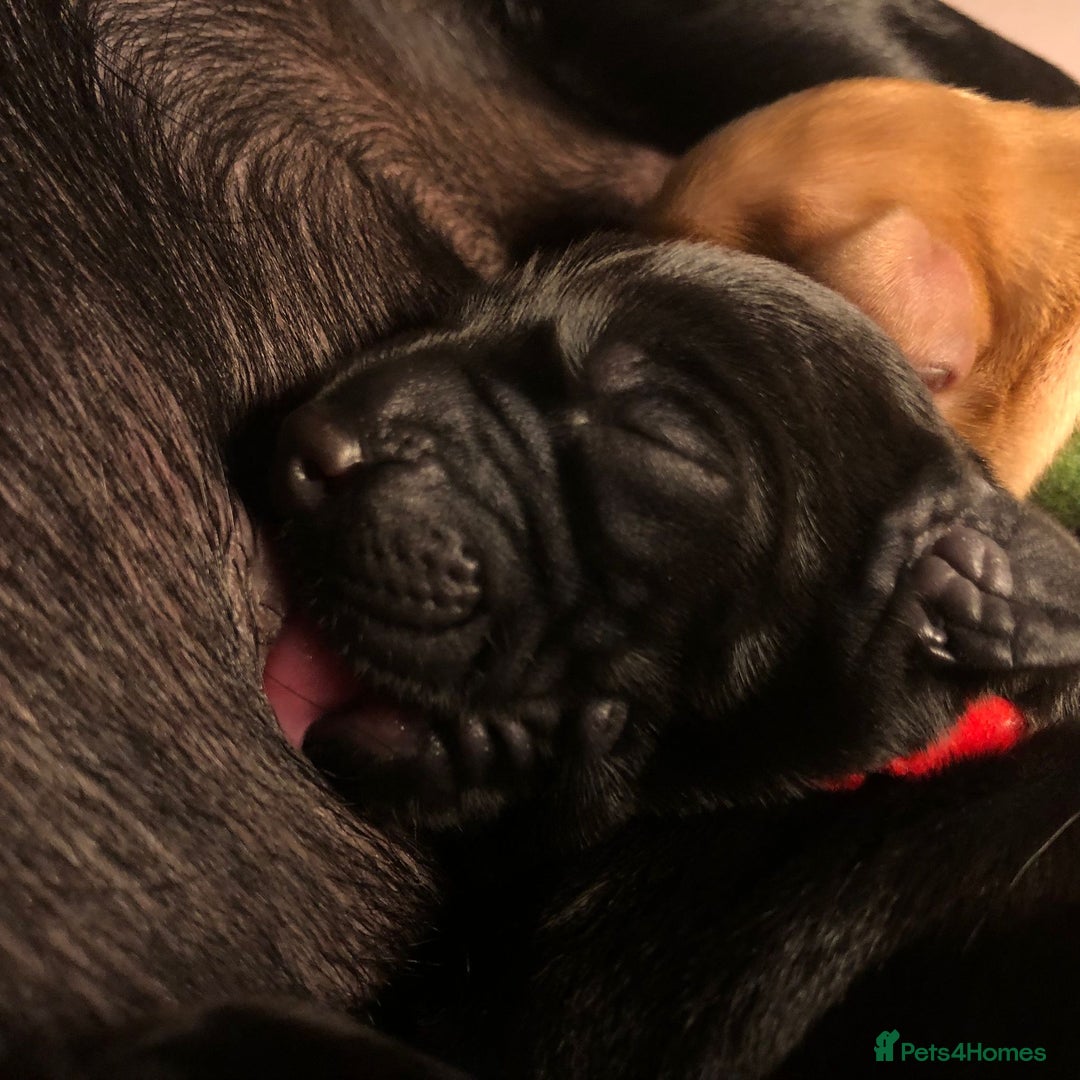 Labrador Retriever dogs for sale: Stunning Pure Labrador retriever puppies - Image 6