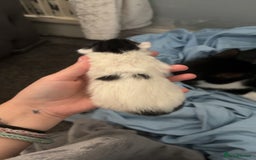 Mixed Breed cats for sale: 3 boy kittens for sale  - Image 2