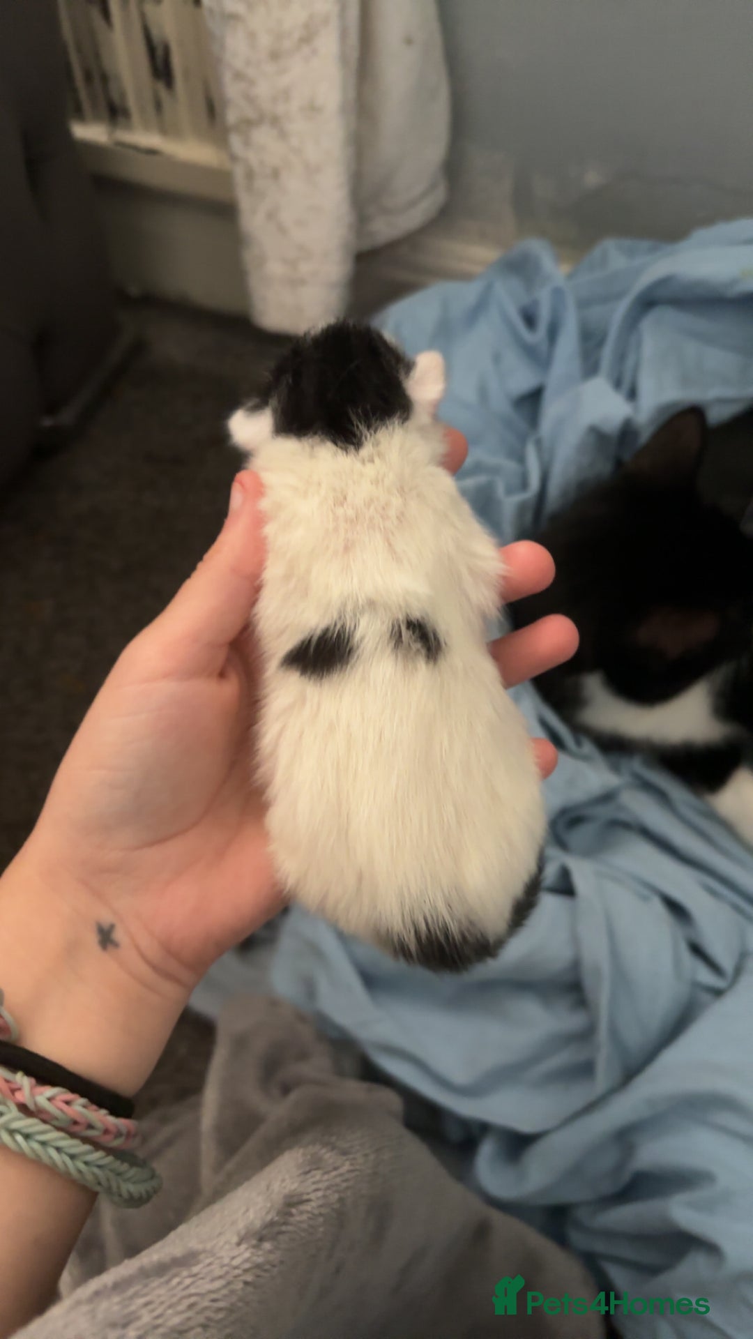 Mixed Breed cats for sale: 3 boy kittens for sale  - Image 2