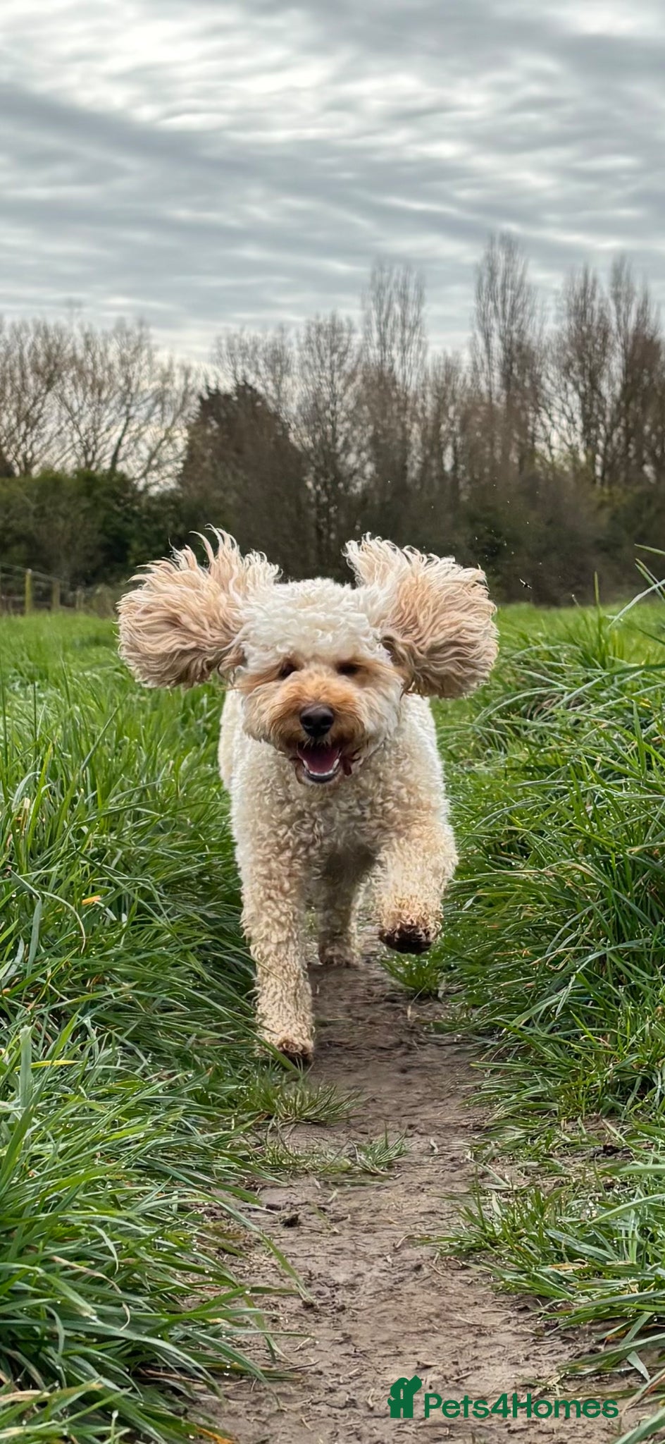 Cockapoo dogs 2.5year old female cockapoo - Advert 1