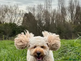 Cockapoo dogs 2.5year old female cockapoo - Advert 1