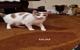 Ragdoll cats for sale: Ragdoll Cross - Advert 15