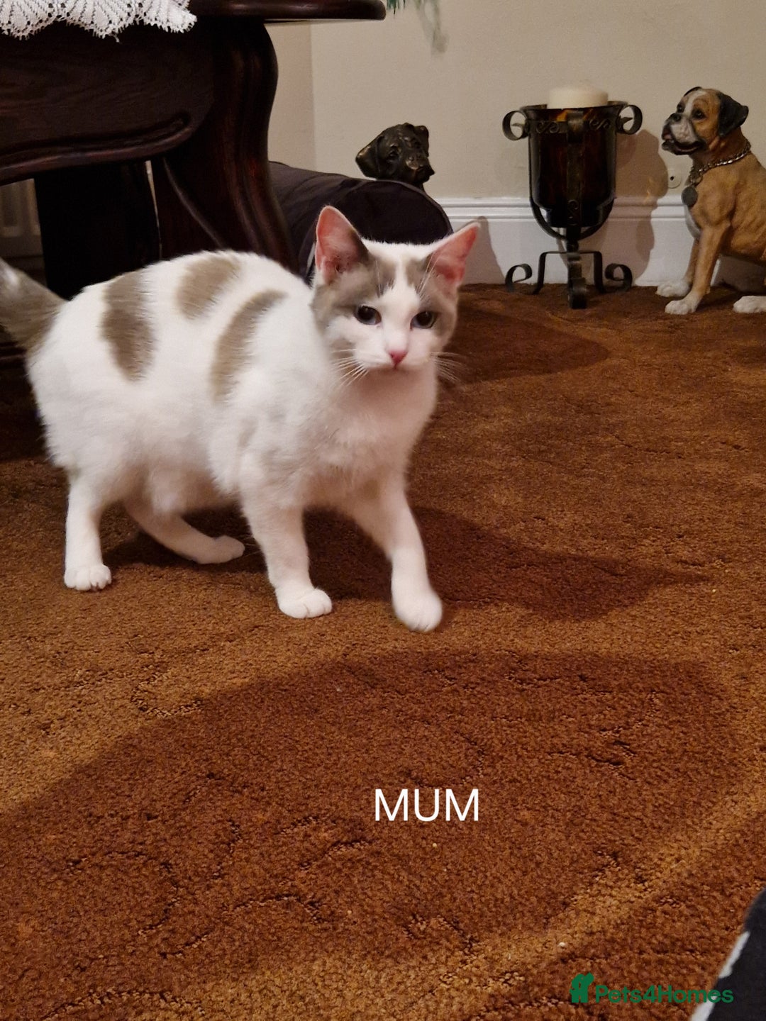 Ragdoll cats for sale: Ragdoll Cross - Advert 15