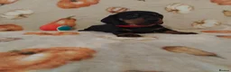 Miniature Dachshund dogs for sale: Miniat Dachshund puppy READY TO LEAVE  - Advert 20