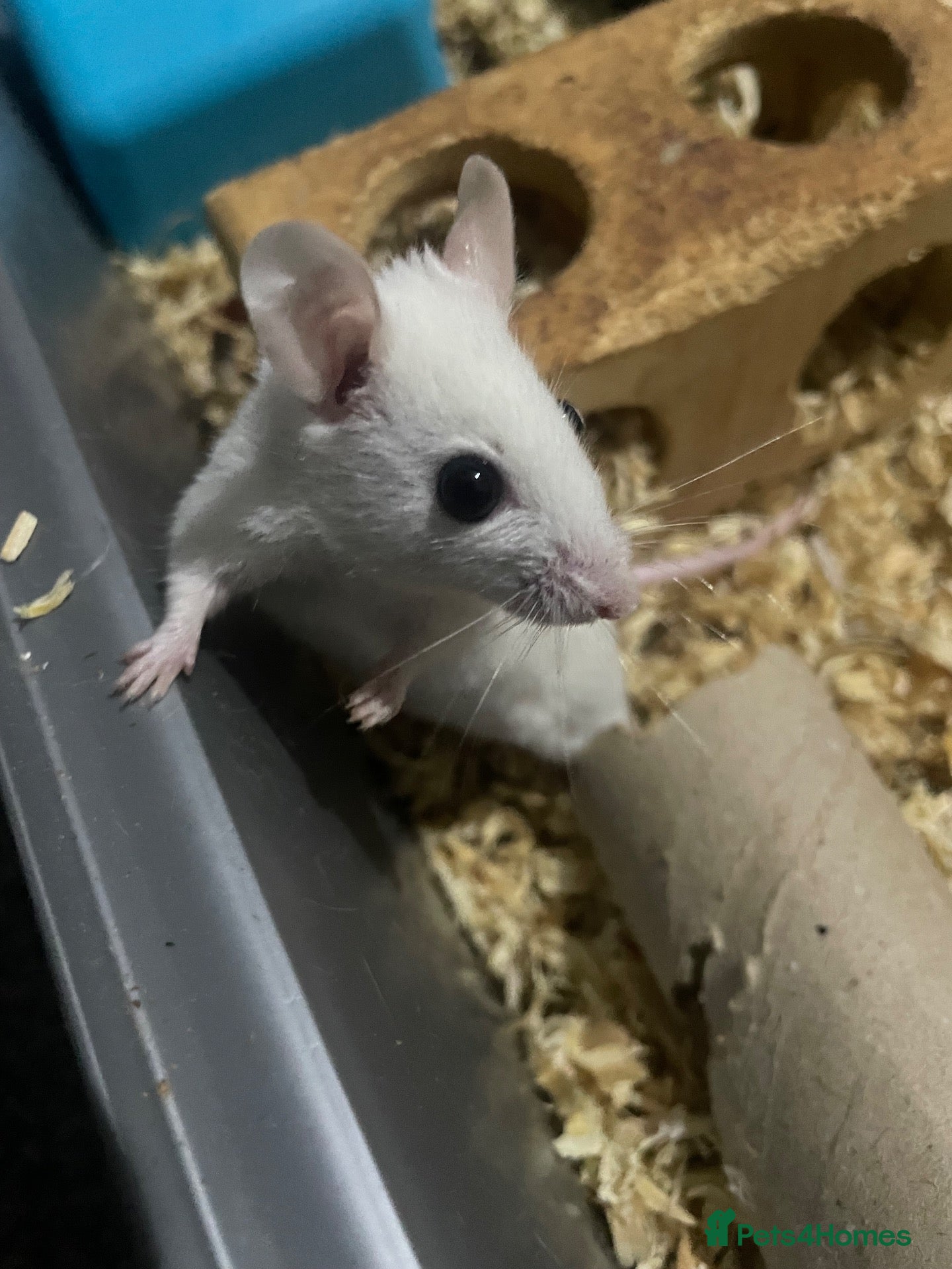 Mouse rodents Multimammates  - Advert 1