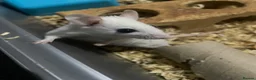 Mouse rodents for sale: Multimammates  - Advert 1