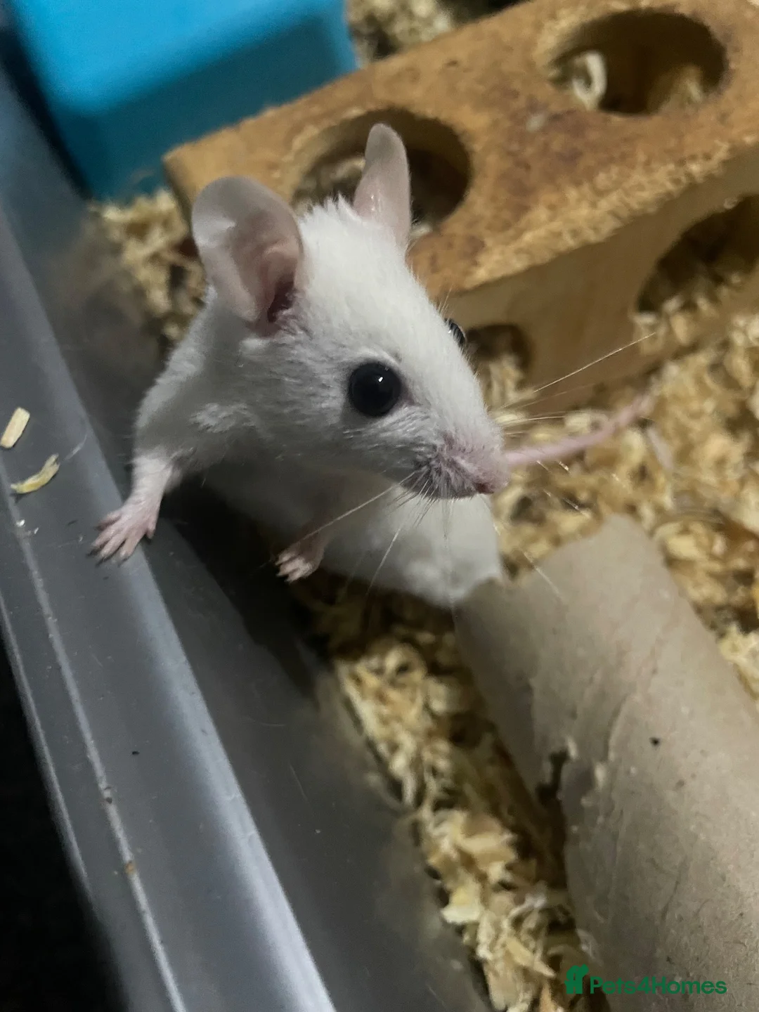 Mouse rodents for sale: Multimammates  - Advert 1