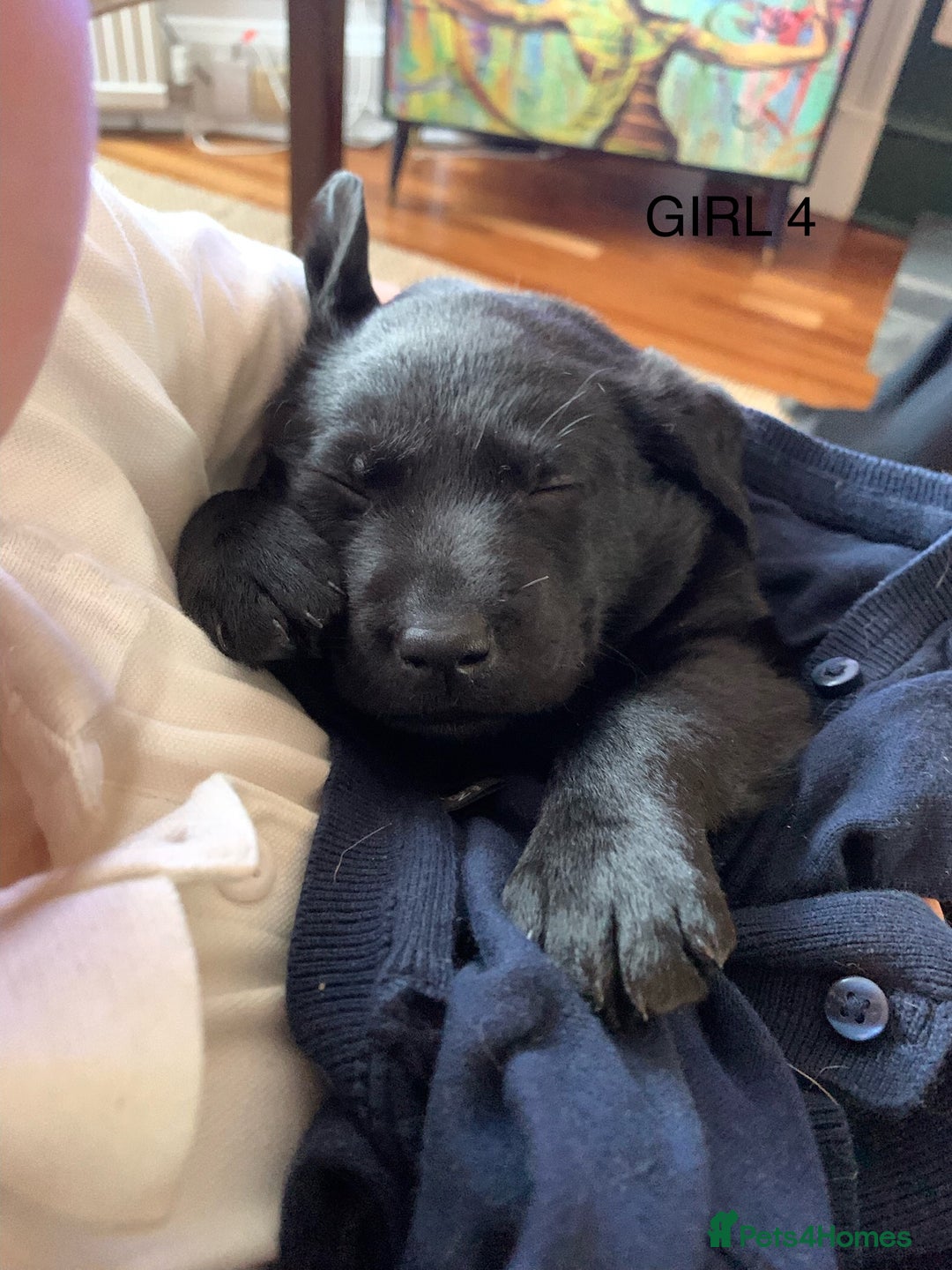 Labrador Retriever dogs for sale: Gorg KC reg labradors with amazing lineage - Advert 25