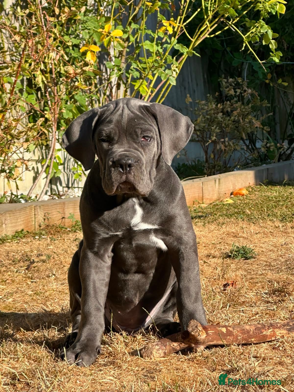 Cane Corso dogs Last one Adorable Blue Cane Corso Puppy available - Advert 5