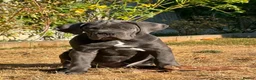Cane Corso dogs for sale: Last Adorable Puppy Blue Cane Corso available - Advert 1