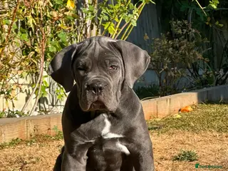 Cane Corso dogs Last one Adorable Blue Cane Corso Puppy available - Advert 5
