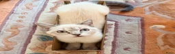 Ragdoll cats for sale: Femal 8 month old half ragdoll in Ripley - Advert 8