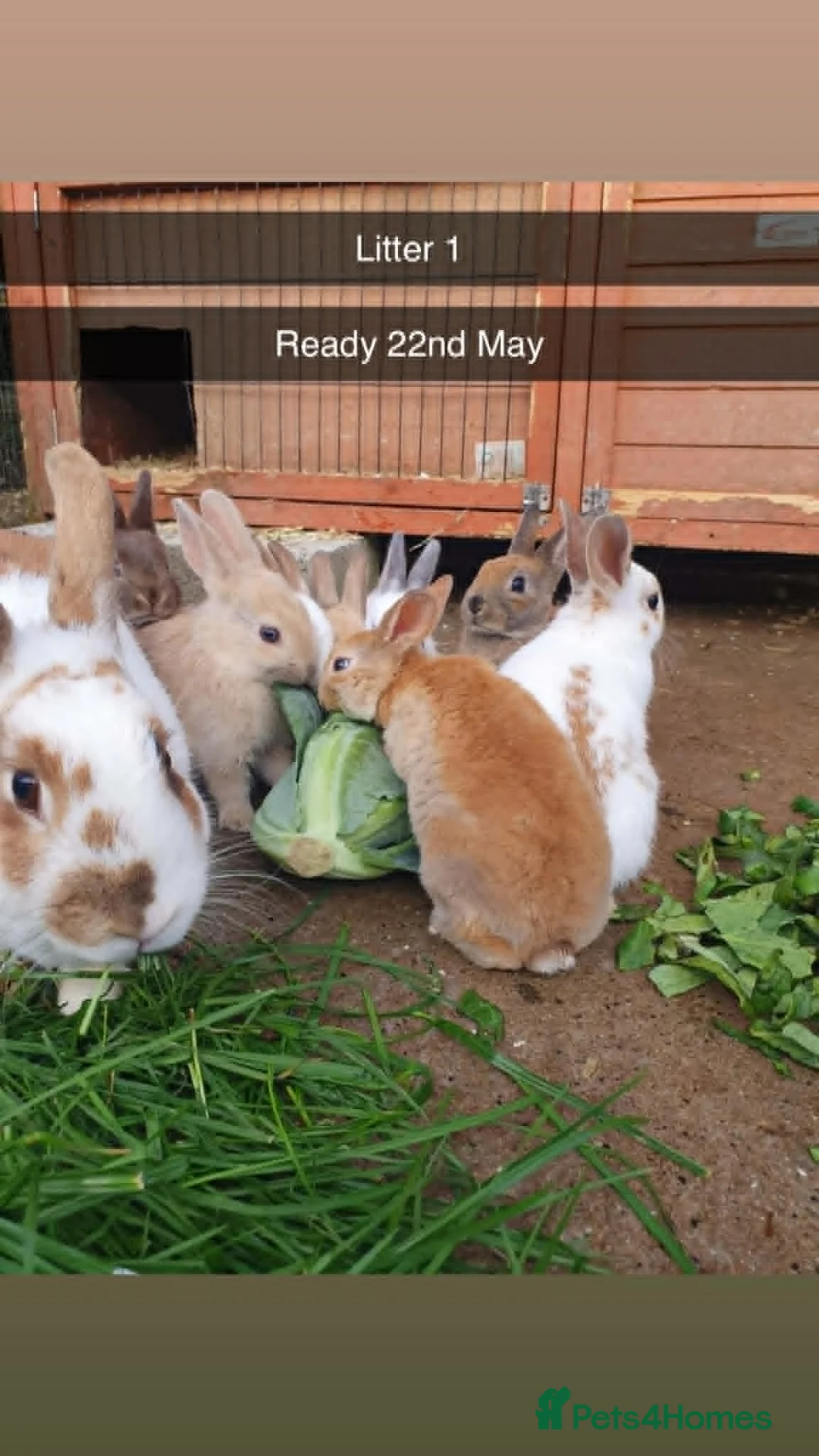 Mixed Breed rabbits for sale: 9 Beautiful Baby Rabbits - Advert 1