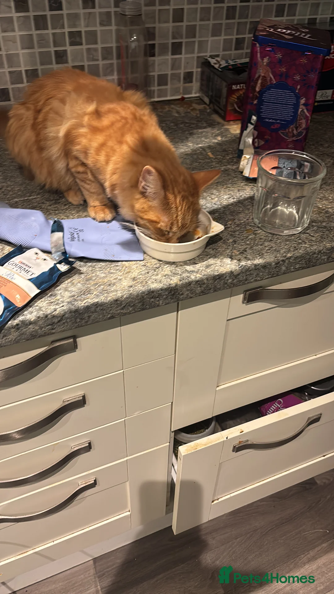 Bengal cats for sale: Male tabby ginger cat - Advert 2