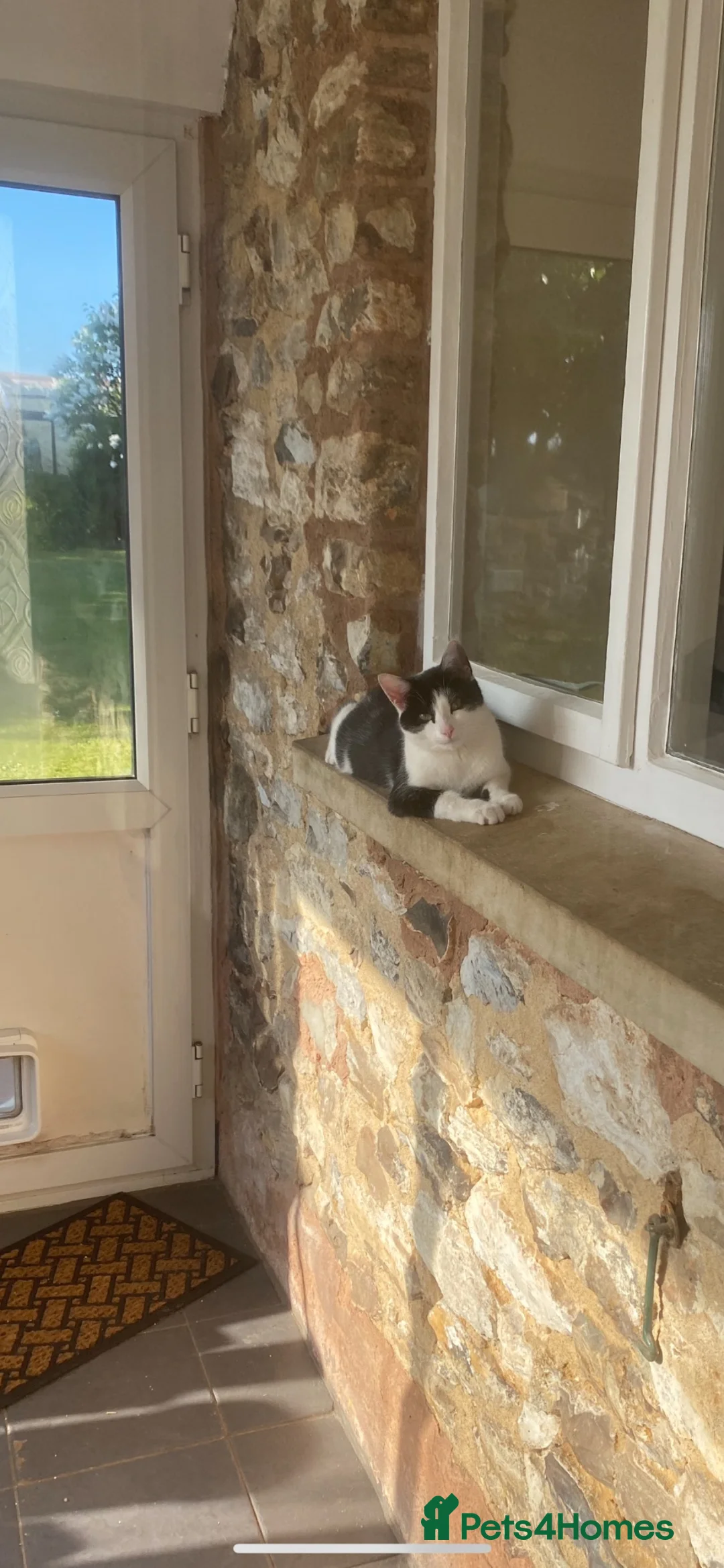 Mixed Breed cats for sale: Kitten in Taunton - Advert 2