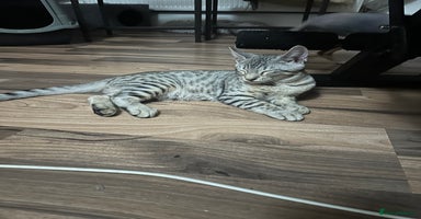 Mixed Breed cats - Advert 3