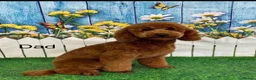 Cavapoochon dogs for sale: Cavapoochon Pups  - Advert 3