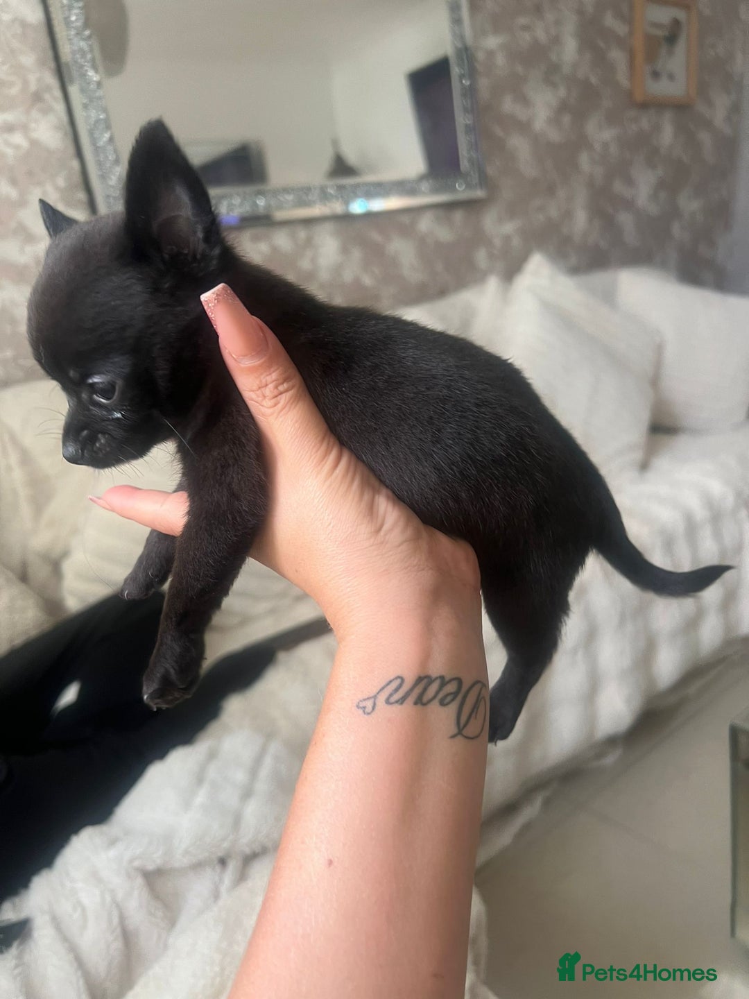 Pomchi dogs for sale: 5 beautiful xs pomchi (open to offers) - Image 7