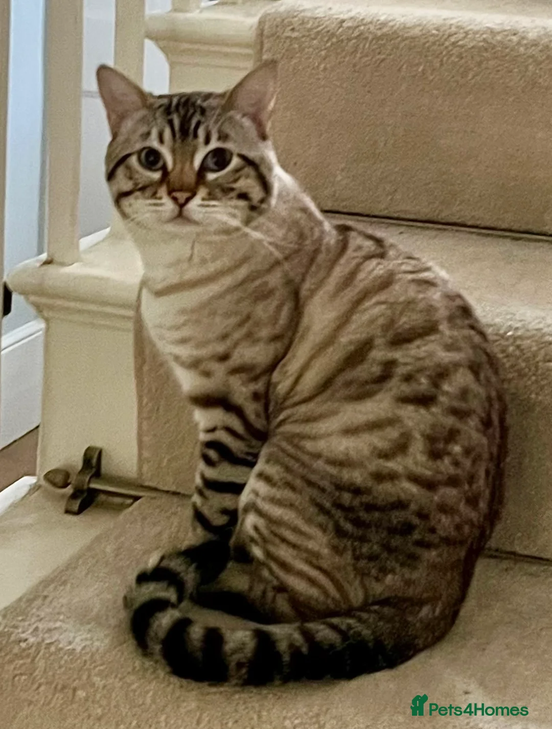 Gallery Image {{count}}