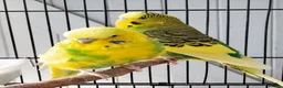 Budgerigars birds for sale: Beautiful 3x males budgies in London - Advert 10