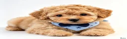 Toy Poodle dogs for sale:  Beautiful Toy Poodle Puppies  - Advert 13