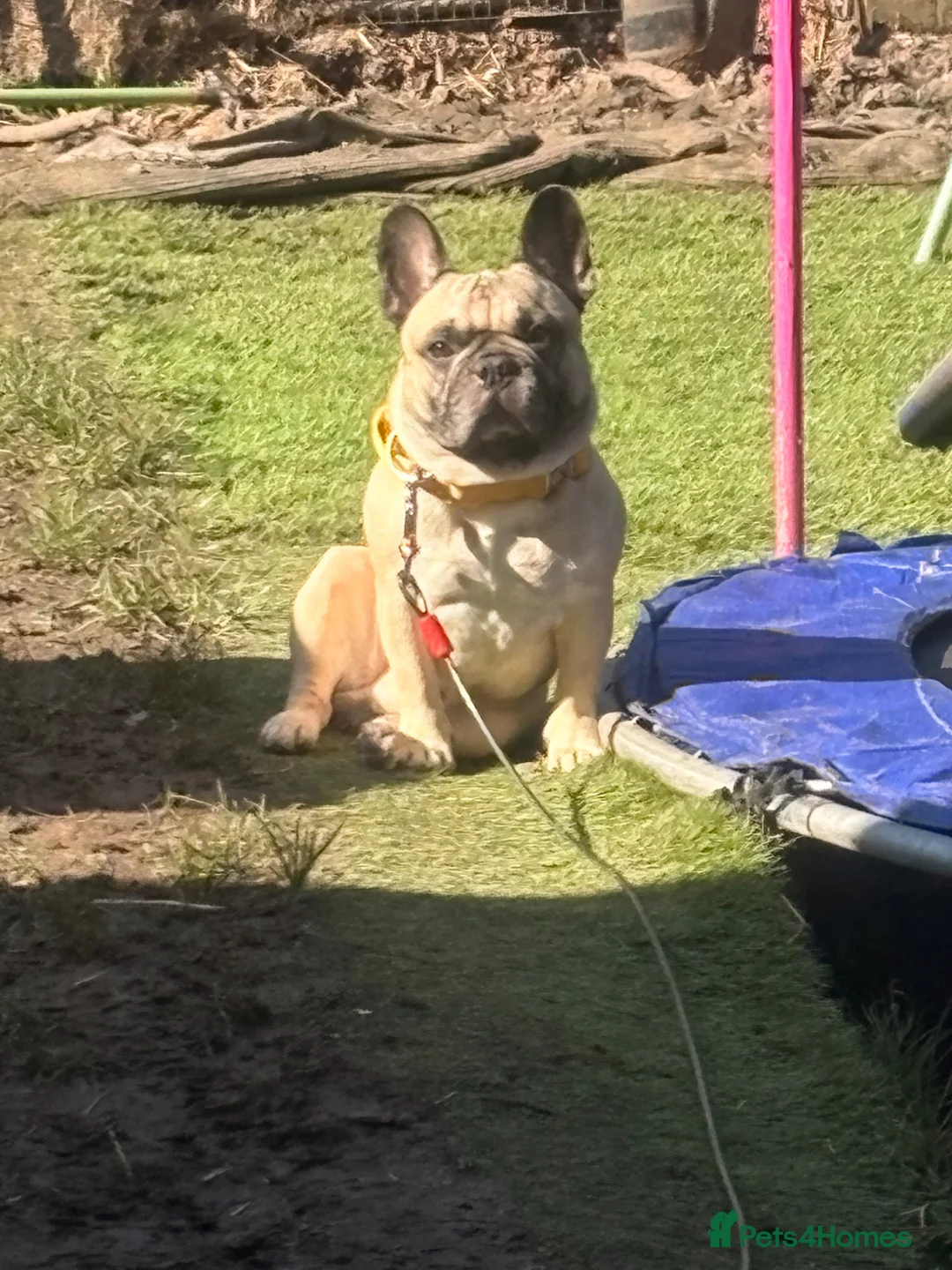 French Bulldog dogs for sale: French bulldog  - Advert 2