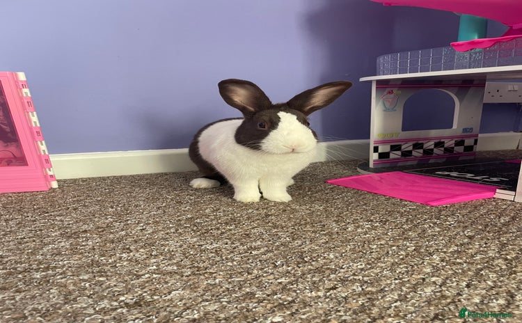 Dutch rabbits  🐇 Rehoming – Luke (Dutch, Male, 2yrs) - Advert 11