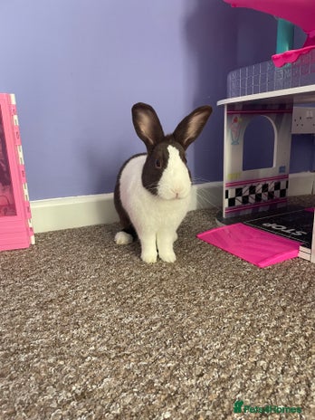 Dutch rabbits 🐇 Rehoming – Luke (Dutch, Male, 2yrs) - Advert 1