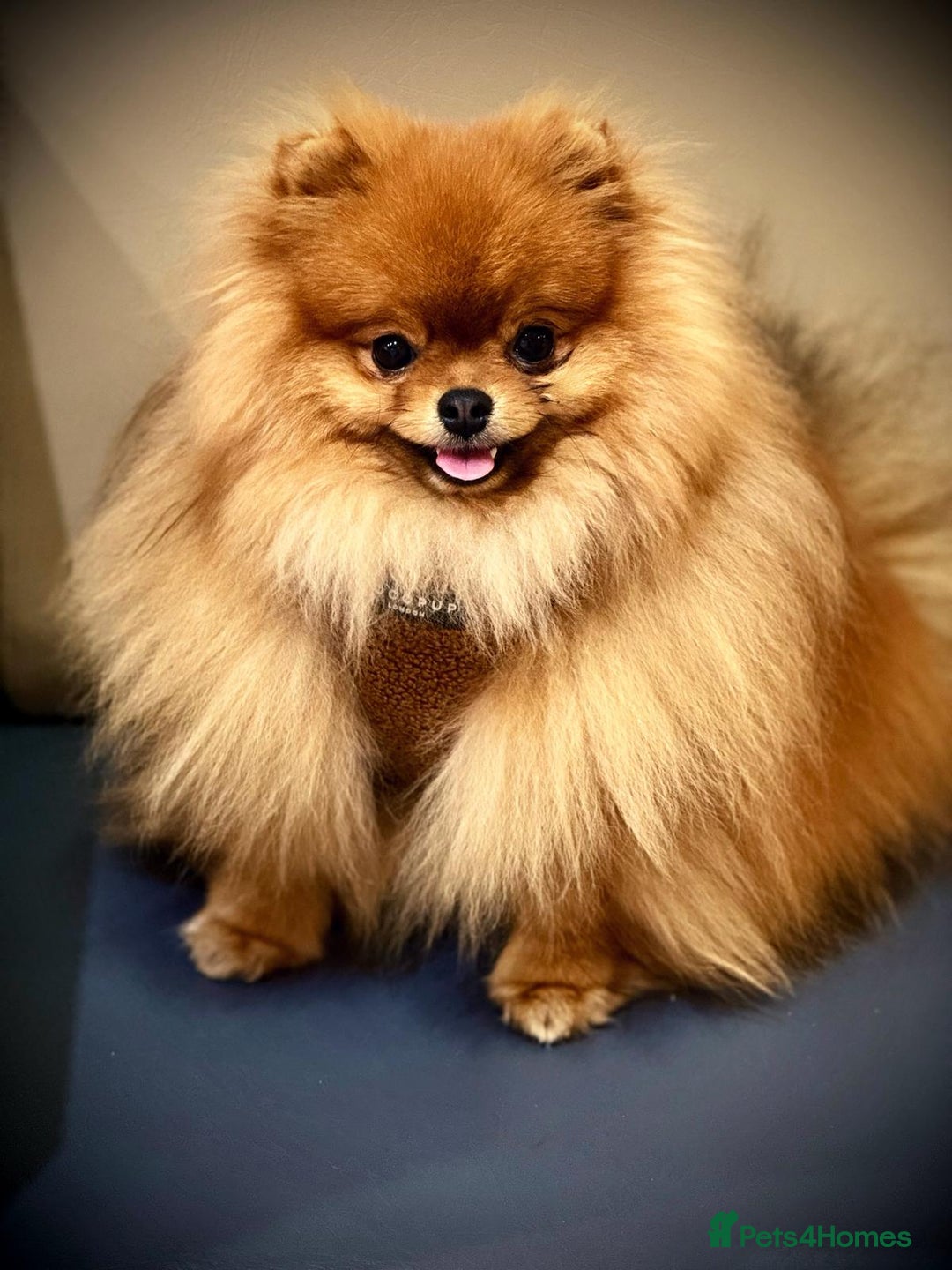 Pomeranian dogs for sale: Gorgeous sable Pom for rehome - Image 4