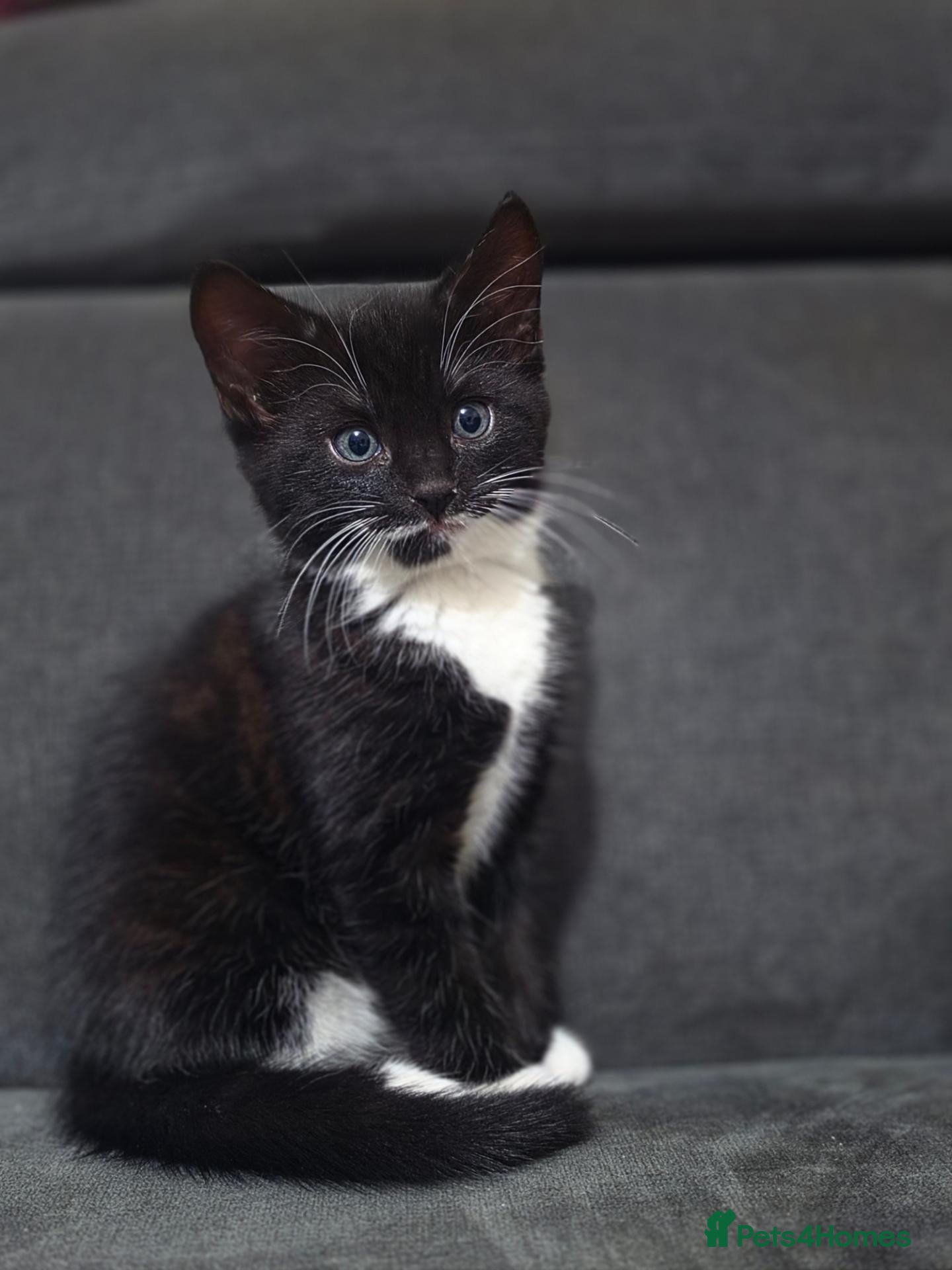 Mixed Breed cats Ragdoll x blue russian kittens - Advert 1