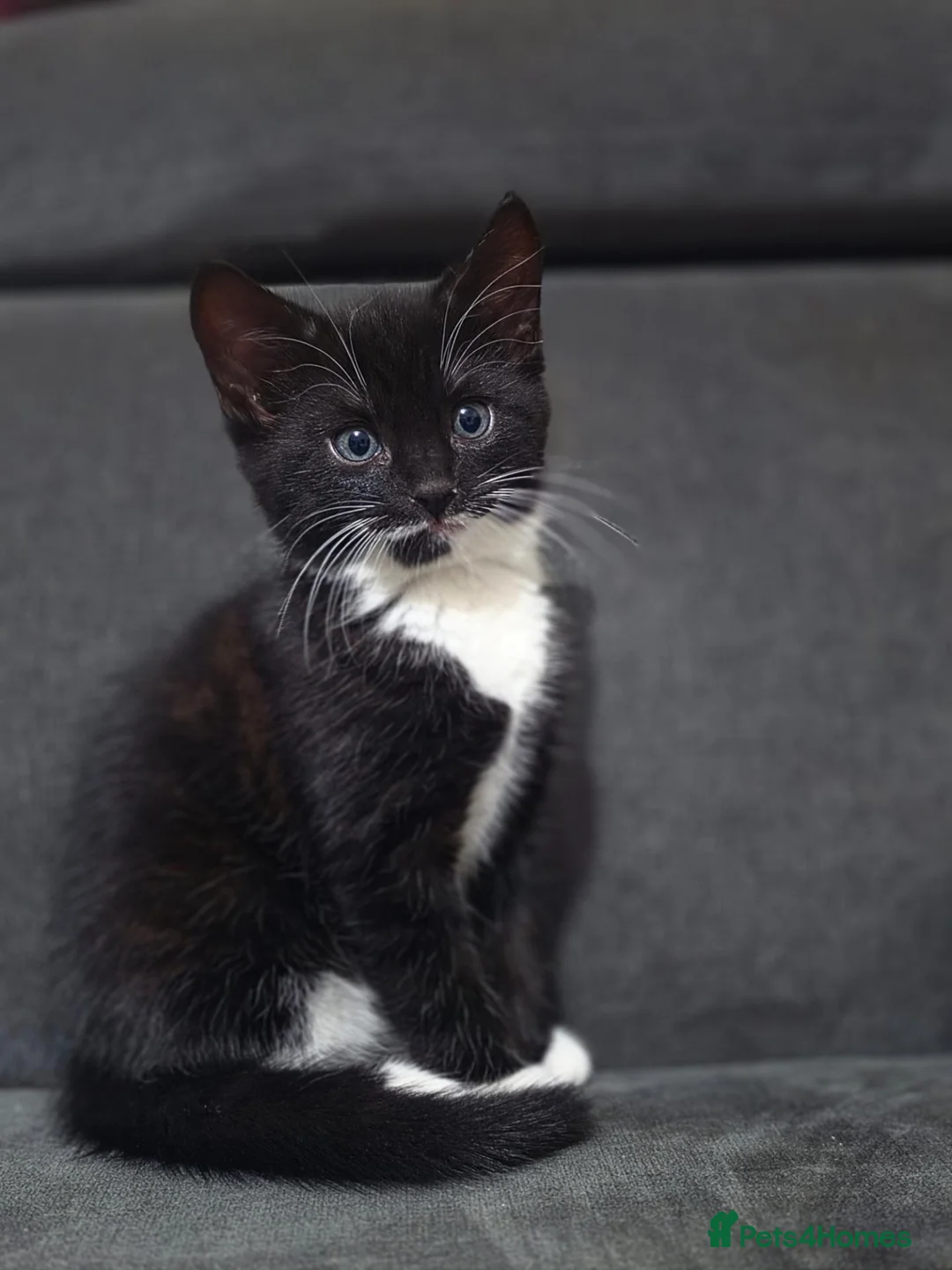 Mixed Breed cats for sale: Ragdoll x blue russian kittens - Advert 1