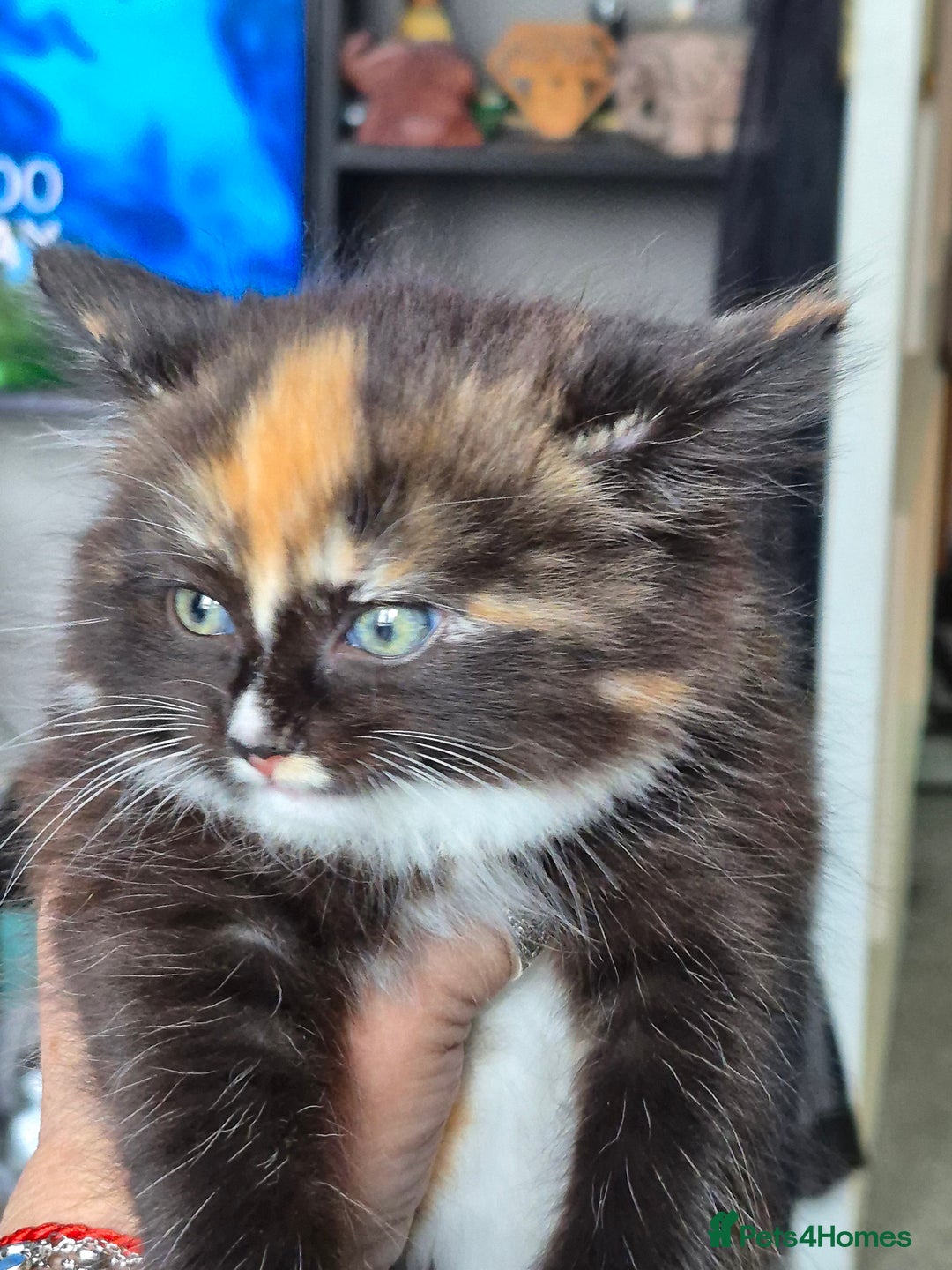 Mixed Breed cats for sale: Kittens - Image 1