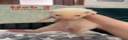 Ferret rodents for sale: 1 full albino hob kit ready july 17 - Advert 5