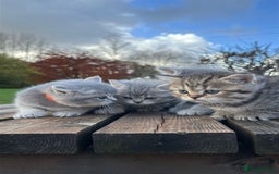 British Shorthair cats for sale: British Shorthair kittens  - Image 35