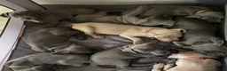 Cane Corso dogs for sale: 🐾LAST 6 CANE CORSO PUPPIES (5 BOYS & 1 GIRLS !!) - Advert 2