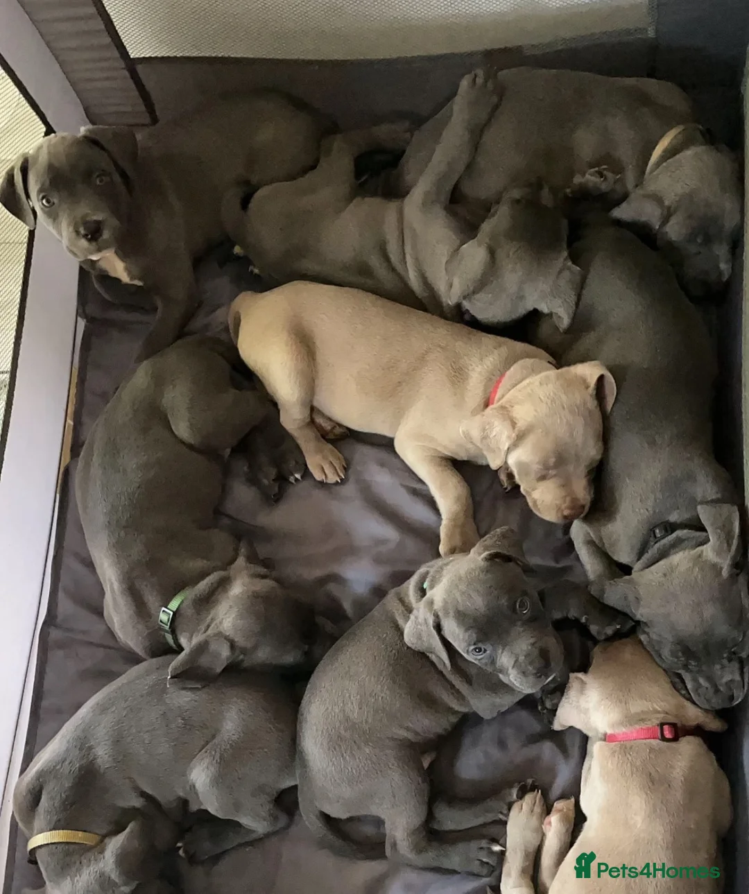 Cane Corso dogs for sale: 🐾LAST 6 CANE CORSO PUPPIES (5 BOYS & 1 GIRLS !!) - Advert 2
