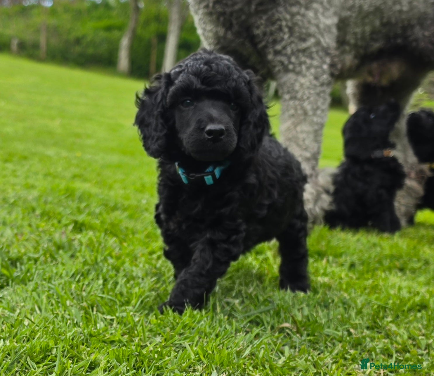 Poodle dogs for sale: Exceptional health tested Moyen Poodles  - Advert 11