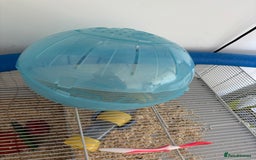 Hamster rodents for sale: Beautiful Syrian hamster - Image 8