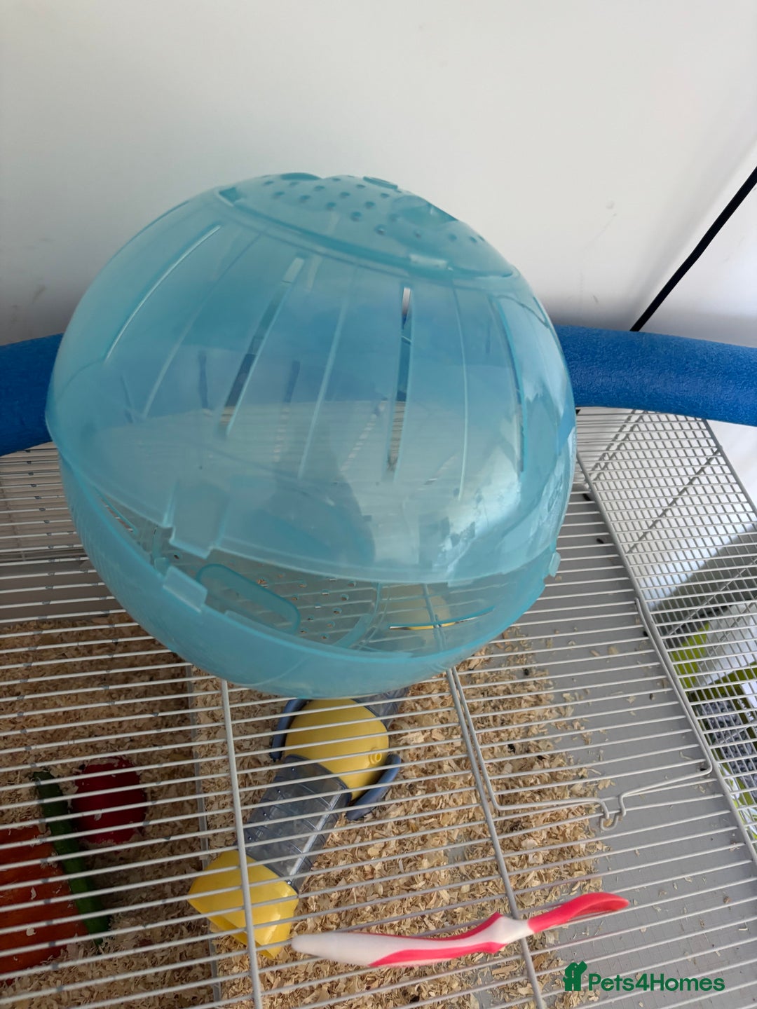 Hamster rodents for sale: Beautiful Syrian hamster - Image 8
