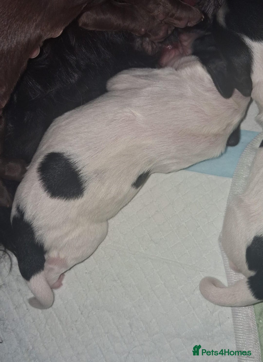 Mixed Breed dogs for sale: ☆six beautiful male puppys seeking forever homes☆ - Advert 10