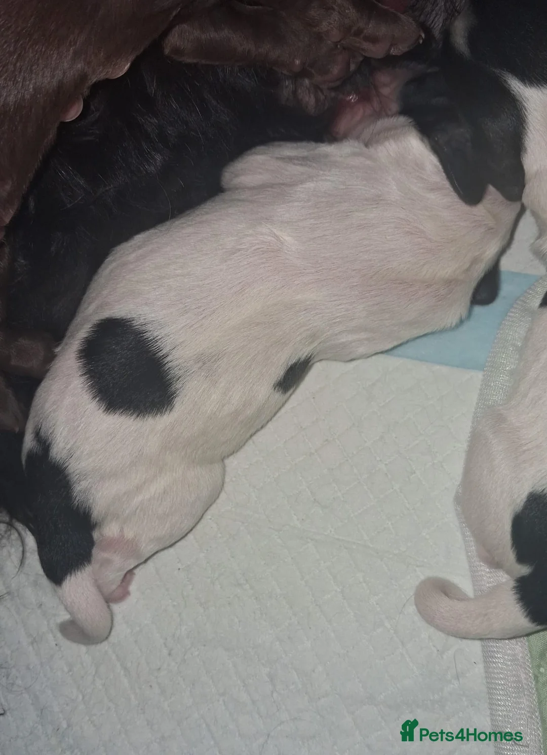 Mixed Breed dogs for sale: ☆six beautiful male puppys seeking forever homes☆ - Advert 13