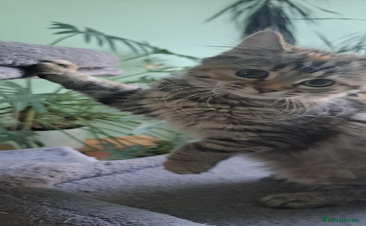 Siberian cats - Advert 5