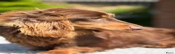 Miniature Dachshund dogs for stud: Mini long haired stud  - Advert 8
