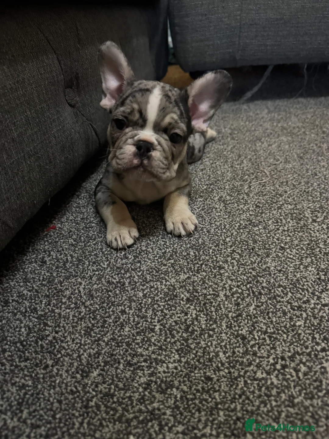 French Bulldog dogs for sale: DWKC Registered Puppies – Health Tested  - Advert 34