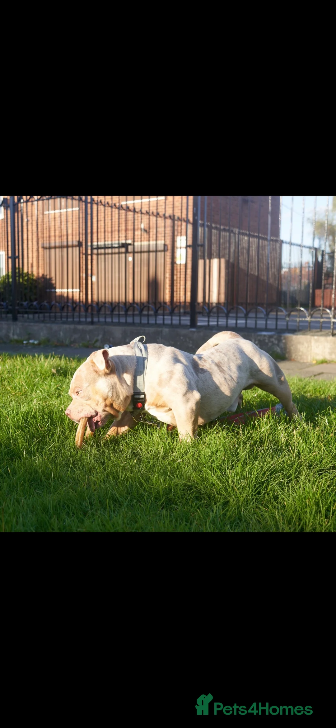 American Bully dogs for stud: Lilac tri Merle pocket bully ABKC registered in Manchester - Advert 18