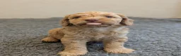 Cockapoo dogs for sale: F1 Miniature Cockapoos, Health Tested Parents - Advert 6